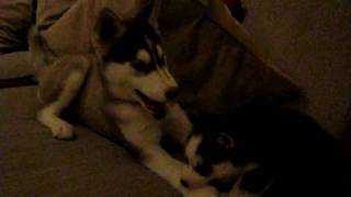 Husky puppy with anger issues!