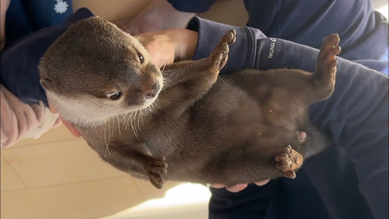 飼い主の取り合いになってしまう子供とカワウソ The child and the otter fought over me.