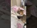 #cat #yavruhayvanlar #kedi #shorts #shorts #short #kefşet