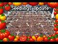 Tomato Seedlings Update  Paper Towel Germination Results 🍅Tomatoes Seed to Harvest Pt.4