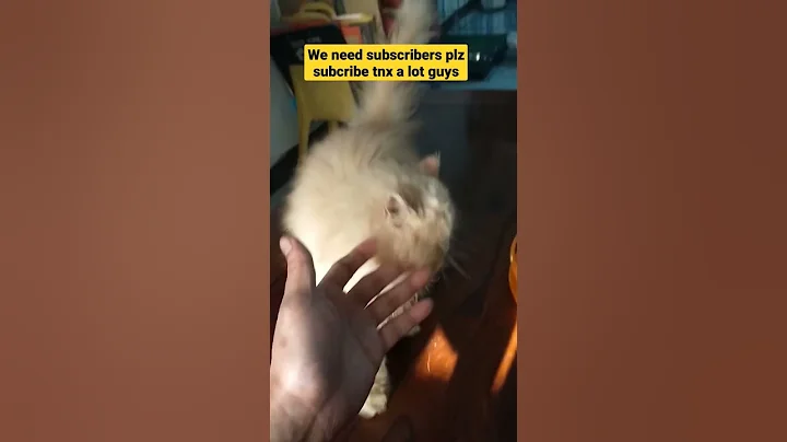 Video 1809701: cute persian kitten playing, play toys persian