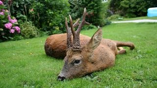 Summer Roebuck Stalking with Cervus-UK, Big Medal Class Buck