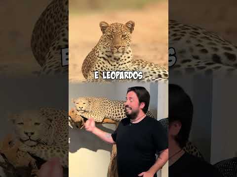 NOSSOS MAIORES PREDADORES!  #curiosidades #biologia