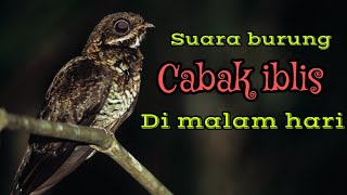 SUARA BURUNG CABAK IBLIS ALAM LIAR LANGSUNG NYAUT BUKTIKAN !!!!
