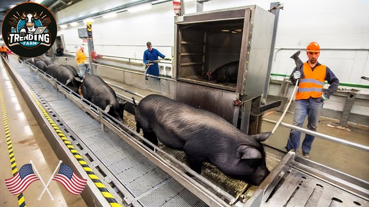 Ham By The Ton – How California’s Mega Farms And Factories Keep The Meat Moving