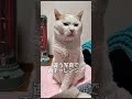 流行に乗ってAIマーメイドをほっぺたろうでやってみた！【保護猫ほっぺたろう】　#shorts #cat