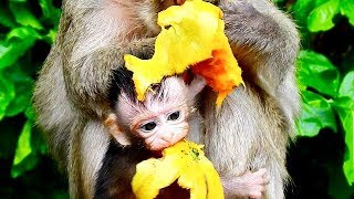 Mg, Baby Maci Hungry Request Mango Mom To Feed Many Times, Baby Maci Active, So Lovely.