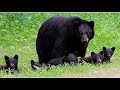 A Magical Day with Mama Bear and Her Cubs 🐻✨