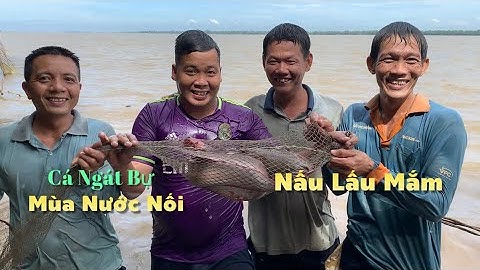 Đạp hang bắt Cá Ngát Mùa Nước Nổi lâu lắm rồi mới dính cá bự về nấu lẩu mắm miền tây | Cldv #602
