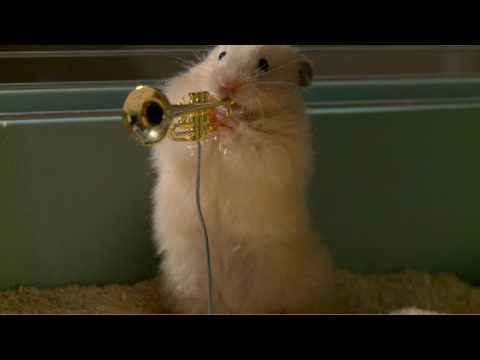 the-drench-clever-hamsters-jazz-band---official-ad