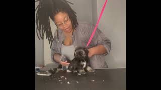 Grooming a Puppy Schnauzer #2 by Good Times Grooming 94 views 10 months ago 23 minutes