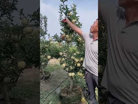 Apple tree side