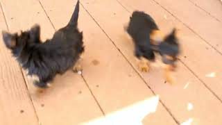 Yorkie Puppies For Sale