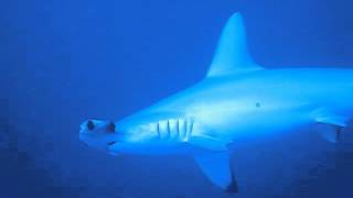 Diving in Egypt - hammerhead sharks
