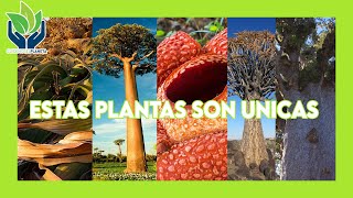 Top 5 de plantas únicas en el mundo by Cuidemos el Planeta 105 views 1 year ago 5 minutes