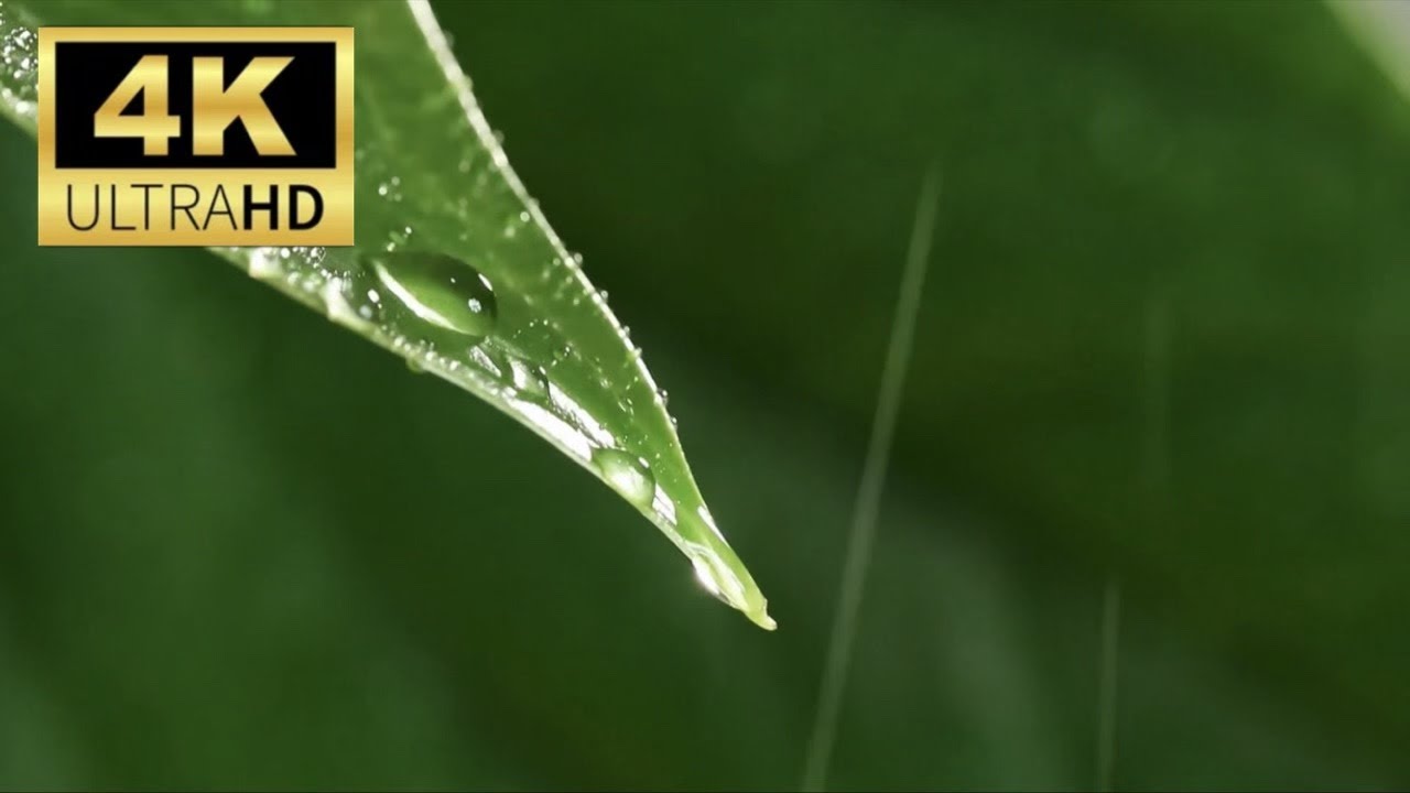 Rain on close up of leaves 4k HDR