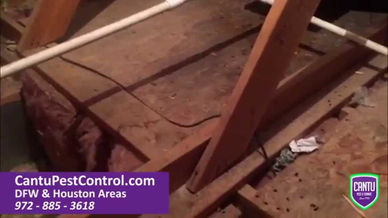 Signs of Rodents in Your Attic with Cantu Pest Control YouTube