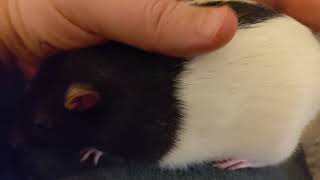Happy rat bruxing