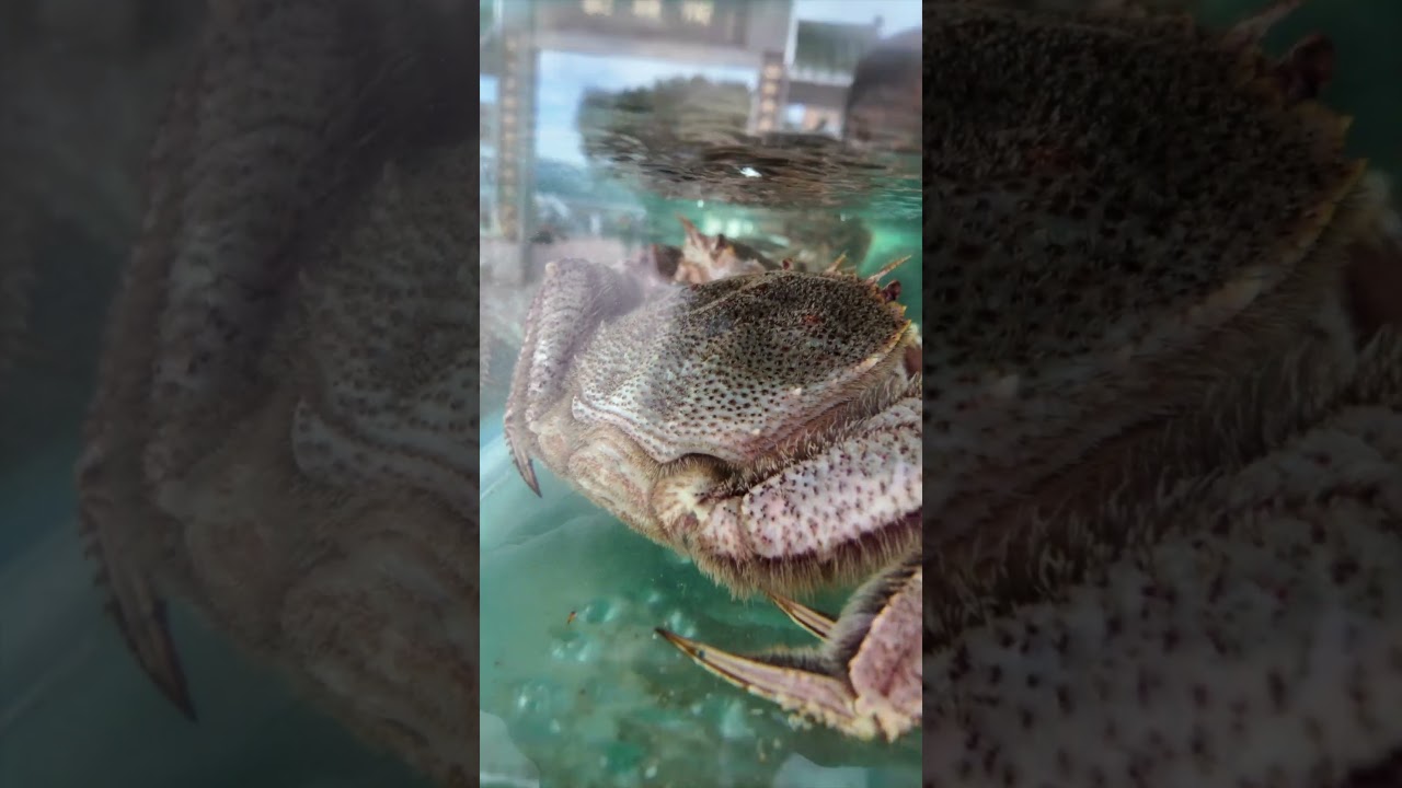 This Sai Kung Seafood Spot is a Michelin Star MUST! 🦀