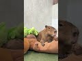 POV: Your dreams are getting a little too random 💭😂#capybara #capybaracafe #animalcafe #tokyo #水豚