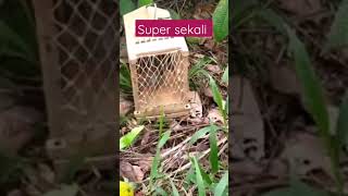 mikat burung puyuh hutan