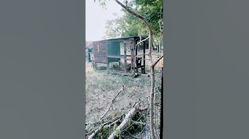 #chickens #sleeping in #trees  | #roosting #farmsteading #homesteadlife