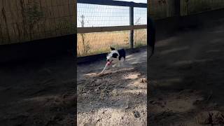 Blaze Got Everybody Ready This Morning For Pregnancy Checks