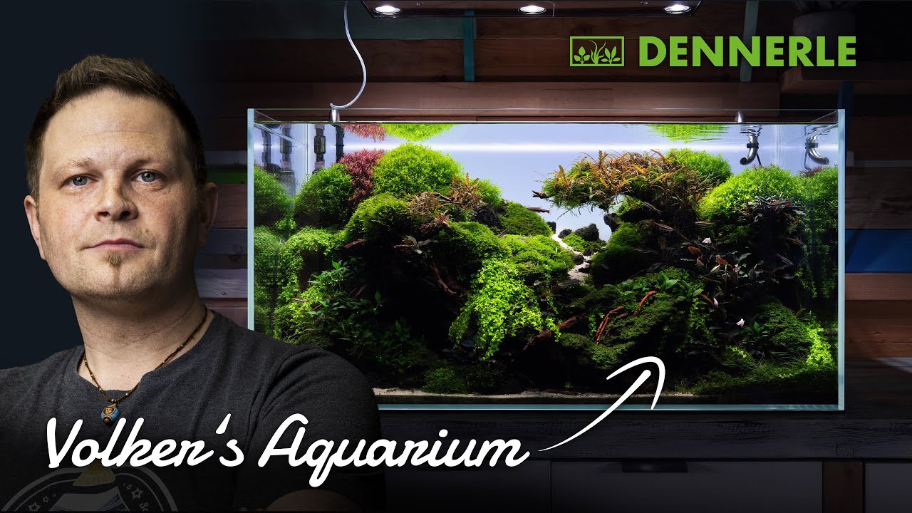 HOLLAND-AQUASCAPE Hybrid | Einblick in Volkers privates Aquarium | DENNERLE