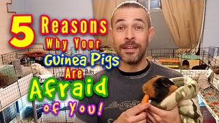 5 Reasons Your Guinea Pigs Are Afraid Of You