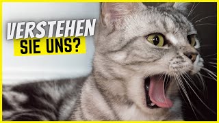 Können Katzen Befehle verstehen?