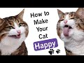 How to keep indoor cats happy  5 tips for cat owners