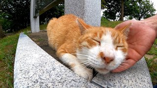 公園を歩いていたら猫に呼び止められたので近づいてナデナデしてきた
