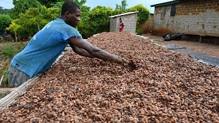 Ivory Coast: Cocoa production expected to fall by 28.5% in Q1 screenshot 3