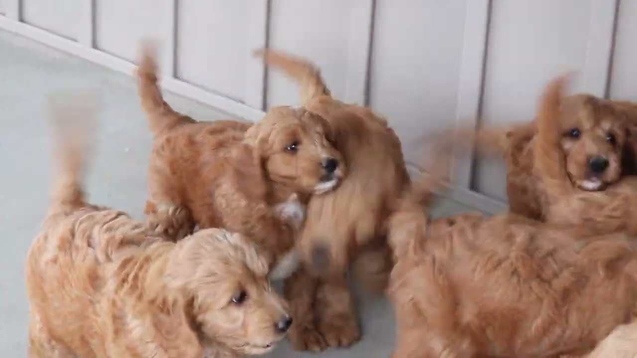 Mini Goldendoodle Puppies For Sale