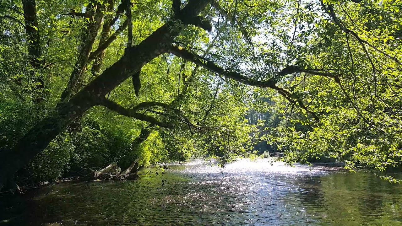 Refreshing and Relaxing Tour   at the ...  Satsop River in Washington.  June 26,2021.