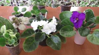 видео: КАК И ЧЕМ УДОБРЯТЬ ФИАЛКИ. картинка: КАК И ЧЕМ УДОБРЯТЬ ФИАЛКИ.