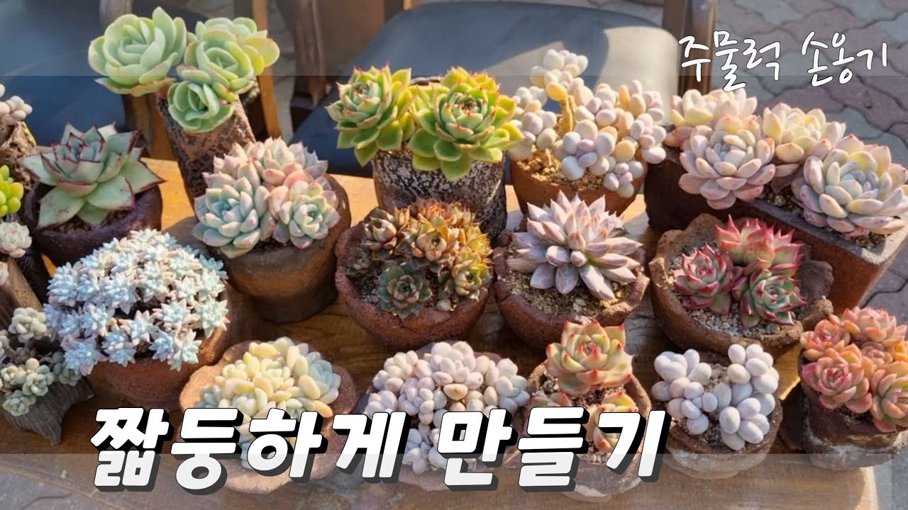다육 짧둥하게 만들기 / #다육 #손옹기화분