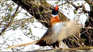 Common Pheasant Making Loud Sounds With Fluttering Wings