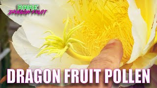 How To Collect And Store Dragon Fruit Pollen
