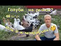 Голуби-46 штук хоминг  Pigeons-46 pieces homing