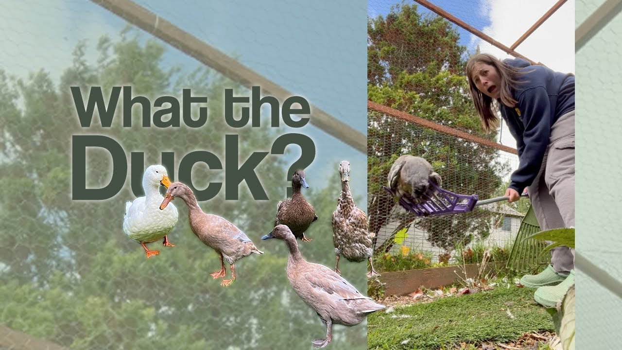 What the Duck? There's a Pigeon in the Duck Pen! | Is It Alive?