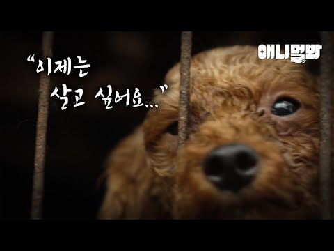 인간의 욕심 때문에 희생당한 강아지들ㅣDogs who are sacrifced due to human’s <strong>greed</strong>