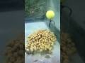 Carpefishing: Best of PVA popup #carpfishing #carpangler #carp #fishing #carpe #popup #pva