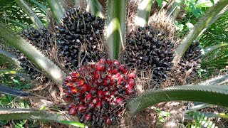 Panen Sawit Unggul Buah Lebat,Merah,Meronaumur 37 Bulan