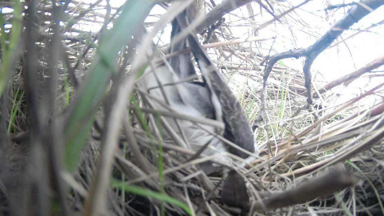 Male Red-necked Phalarope incubating eggs. 