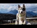 Yakutian Laika puppys - YouTube