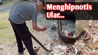 Cara Menangkap Ular dengan Tangan Kosong