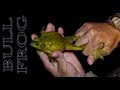 BULL FROG n' Tilapia {Catch Clean Cook}