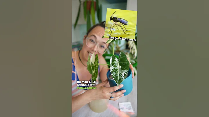 How do you treat fungus gnats? I love nematodes and get mine from @entocarenl 👌🏻❤️ #fungusgnats