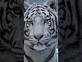 Rare Animals You’ve Never Seen Before 🐺🦊 #shorts #rareanimals #nature